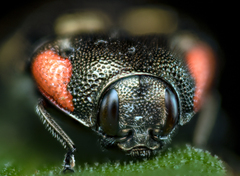 Acmaeodera cruenta