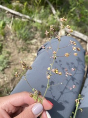 Thalictrum foetidum