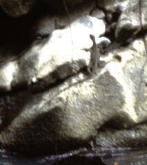 Hydrosaurus amboinensis