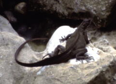 Hydrosaurus amboinensis