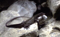 Hydrosaurus amboinensis