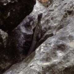 Hydrosaurus amboinensis