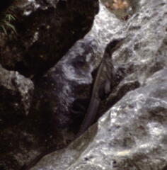 Hydrosaurus amboinensis