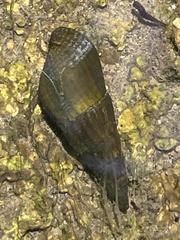 Semisulcospira