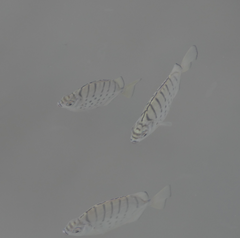 Selenotoca multifasciata