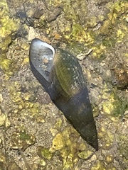 Semisulcospira