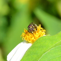 Ceratina unimaculata