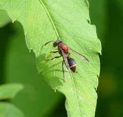 Ropalidia erythrospila