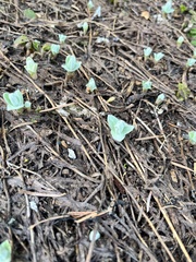 Tradescantia sillamontana