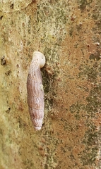 Nenia tridens