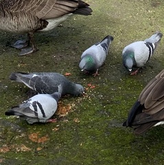 Columba livia domestica