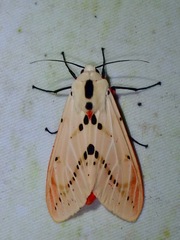Spilarctia groganae
