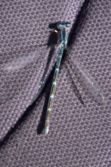 Coenagrion caerulescens