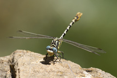 Onychogomphus cazuma