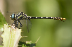 Onychogomphus cazuma