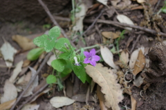 Campanula erinus