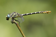 Onychogomphus cazuma