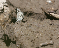 Euphilotes battoides