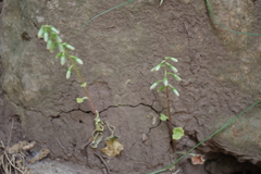 Umbilicus horizontalis