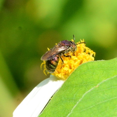 Ceratina unimaculata