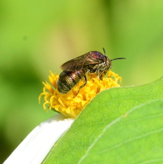 Ceratina unimaculata