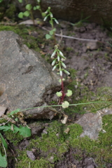 Umbilicus horizontalis