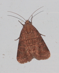 Bryophila microglossa