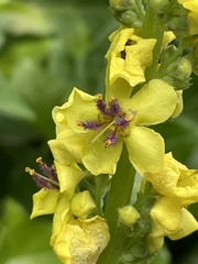 Verbascum nigrum