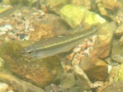 Notropis nubilus