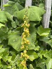 Verbascum nigrum