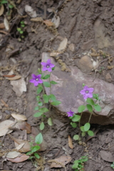 Campanula erinus