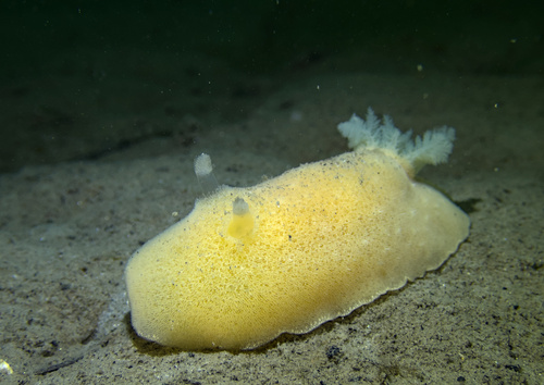 Velvet Dorid