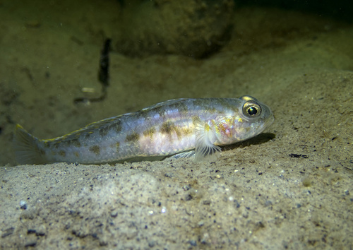Fries' Goby