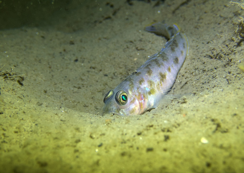 Fries' Goby