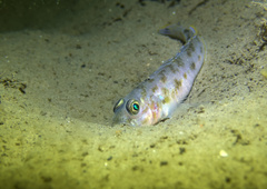 Lesueurigobius friesii