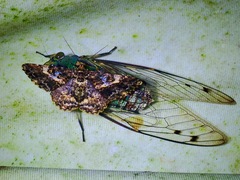 Orientopsaltria padda