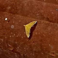 Lepidoptera