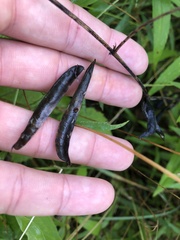 Strophostyles leiosperma