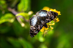 Noctuana lactifera