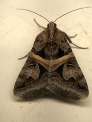 Drasteria grandirena