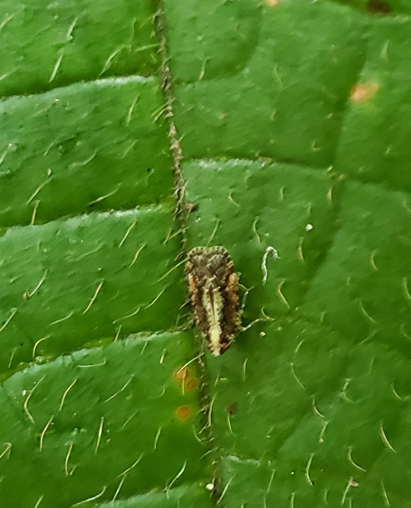 Catonia dorsovittata