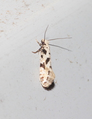 Nemapogon nevadella