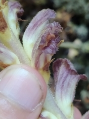 Orobanche ebuli