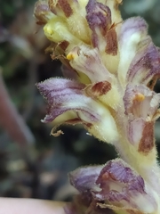 Orobanche ebuli