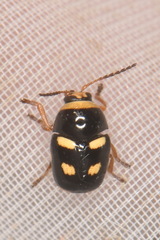 Cryptocephalus crassus