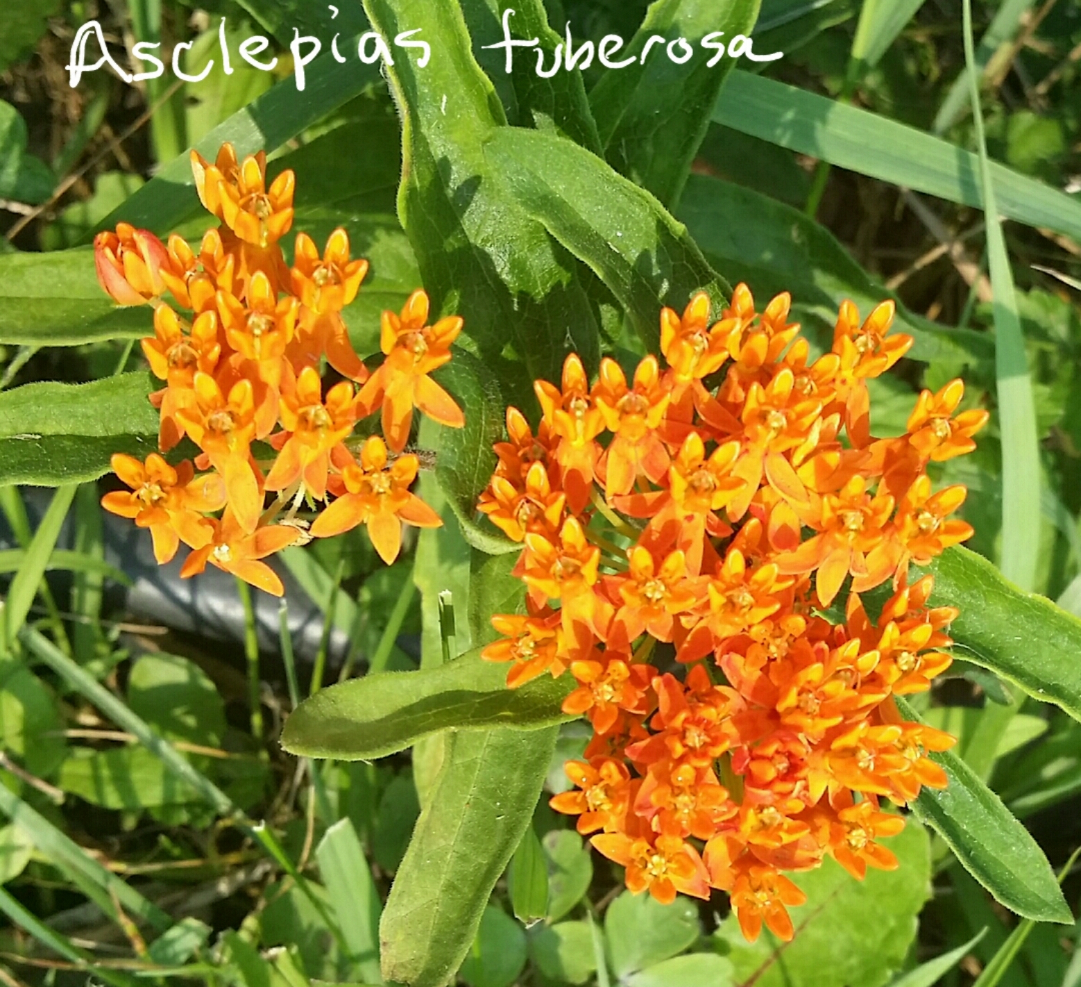 Asclepias tuberosa ssp. tuberosa