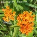 Butterflyweed - Photo (c) Marguerite K Goodwin, some rights reserved (CC BY-NC), uploaded by Marguerite K Goodwin