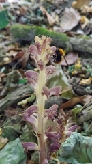 Orobanche ebuli