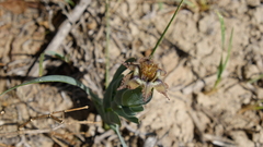 Ferraria variabilis