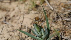 Ferraria variabilis